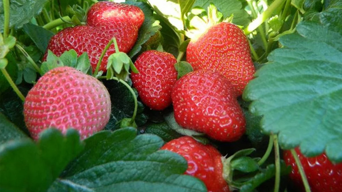Produce Michoacán más del 60% de la fresa del país