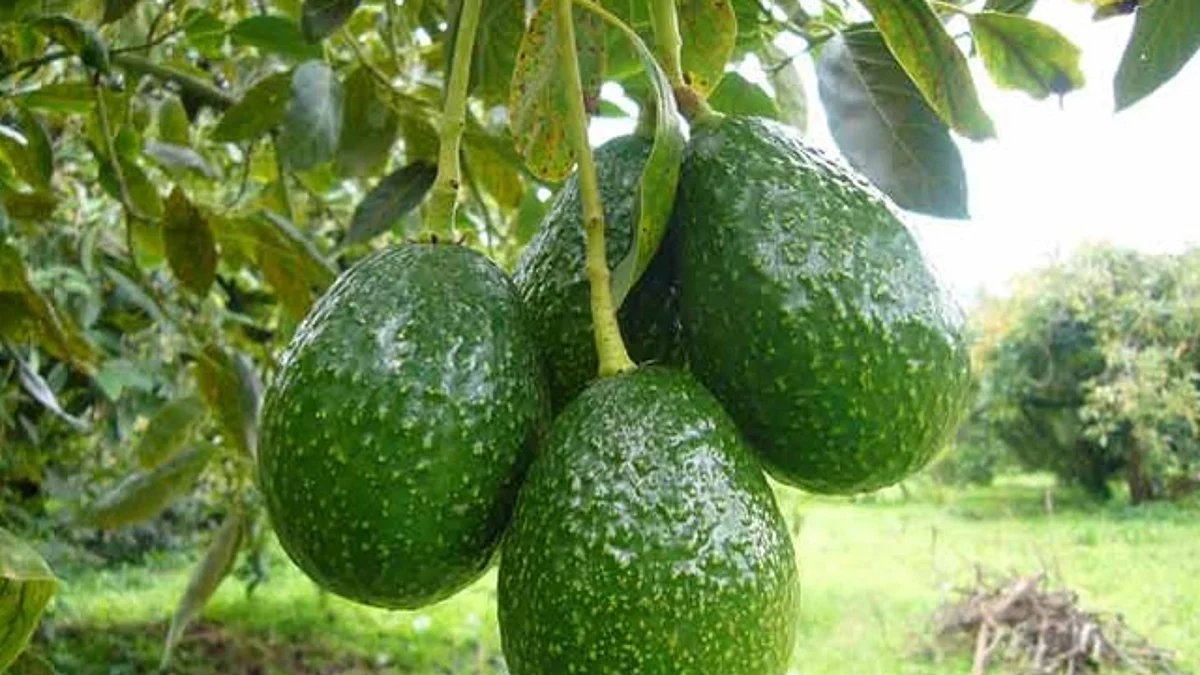 Sagarpa prevé que este año incremente la exportación de productos michoacanos