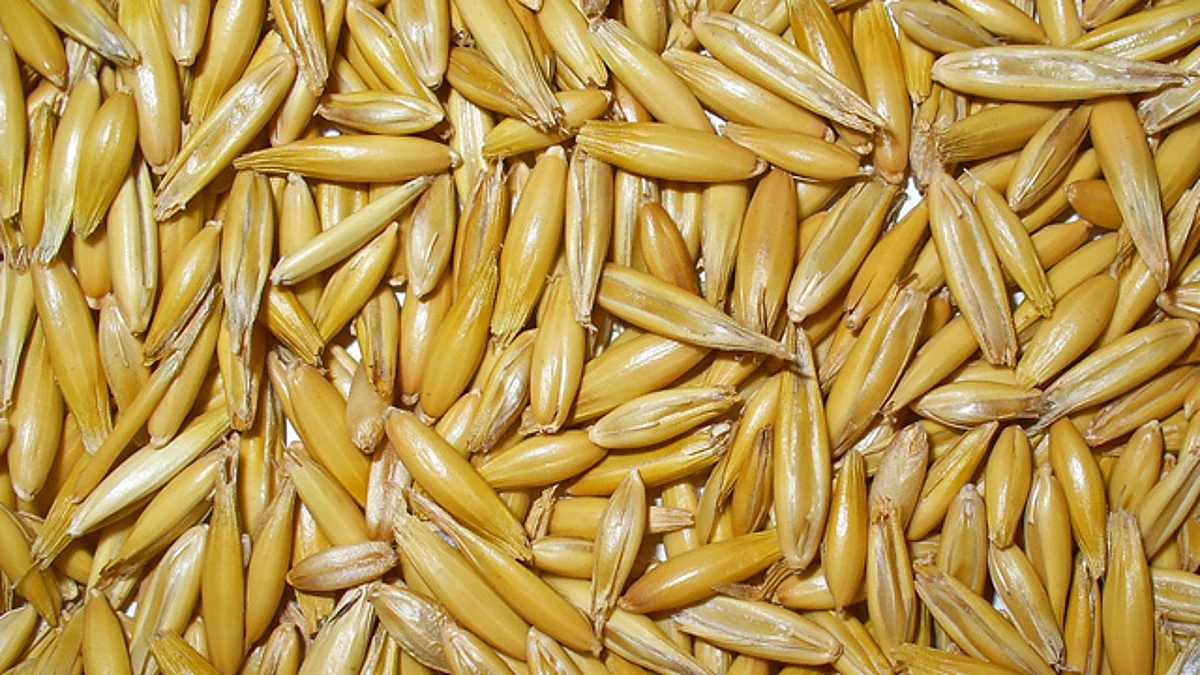 Productores de Paracho recibirán 70 toneladas de semilla de avena