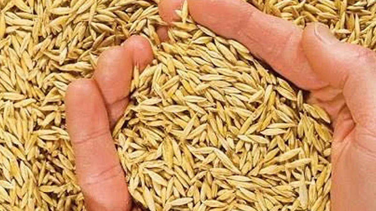Concluye Sedrua entrega de semilla de avena