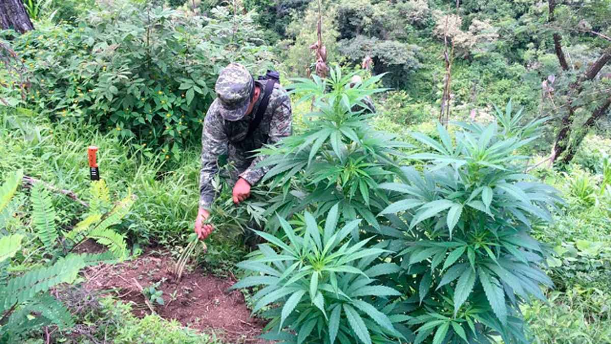 Destruyen militares 158 plantíos de marihuana en Michoacán