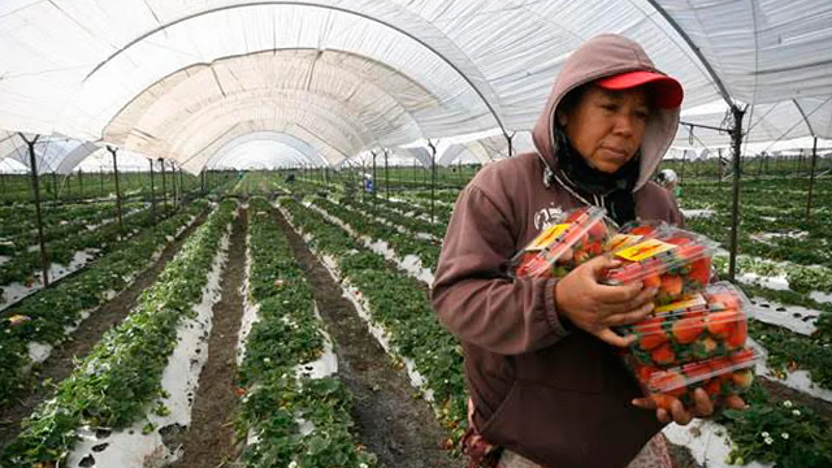 El Gobierno del Estado apoya 186 proyectos para la producción de frutillas, como arándano, frambuesa y zarzamora, en beneficio de igual número de familias (Foto: Cortesía)