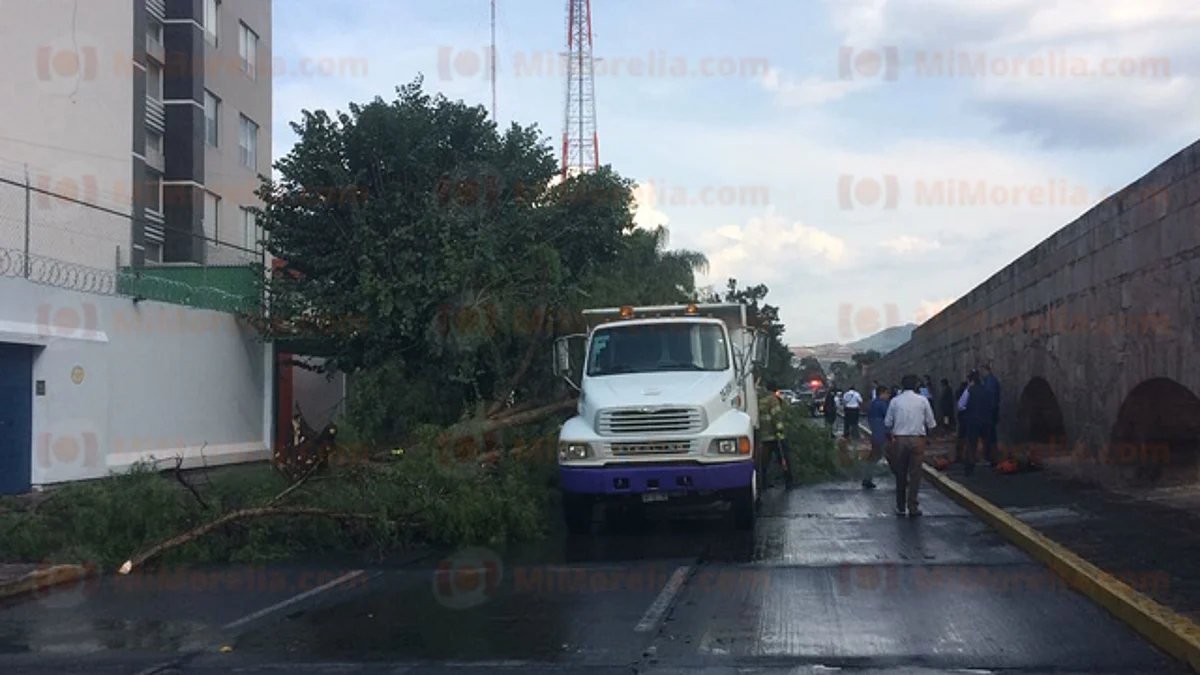 Árbol de gran tamaño se viene abajo y obstruye la avenida Acueducto