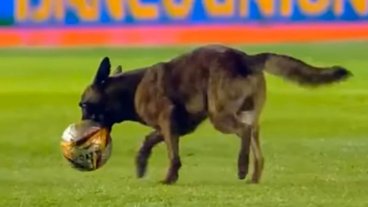 El perro está a cargo de la policía que custodiaba a los aficionados presentes en el estadio (Foto: Captura de video)