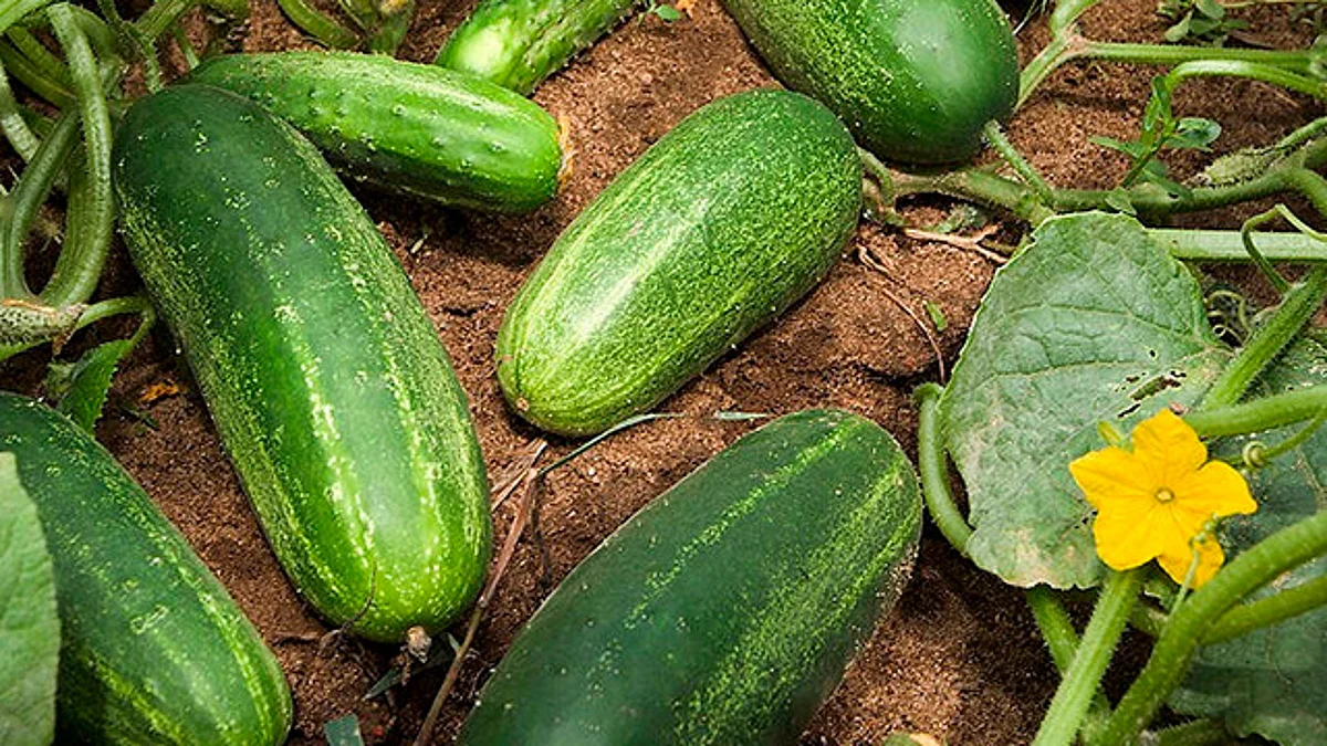 Michoacán, tercer productor de pepino a nivel nacional: Sigala