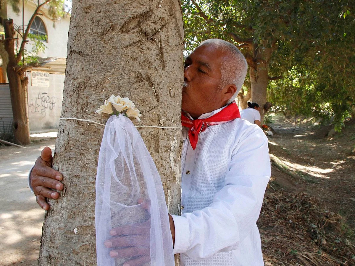 Mexicanos se casan con un árbol