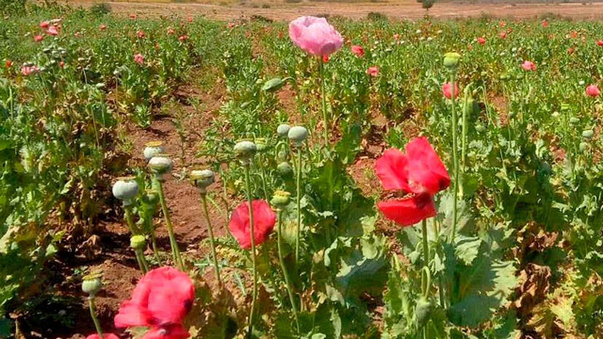 Destruyen más de siete mil plantas de amapola en Michoacán