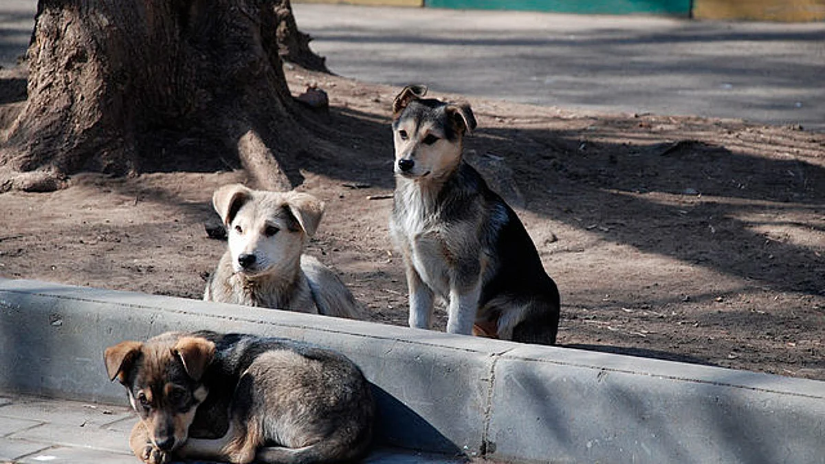Cámara colocada a perro callejero evidencia abusos y trato indigno (video)