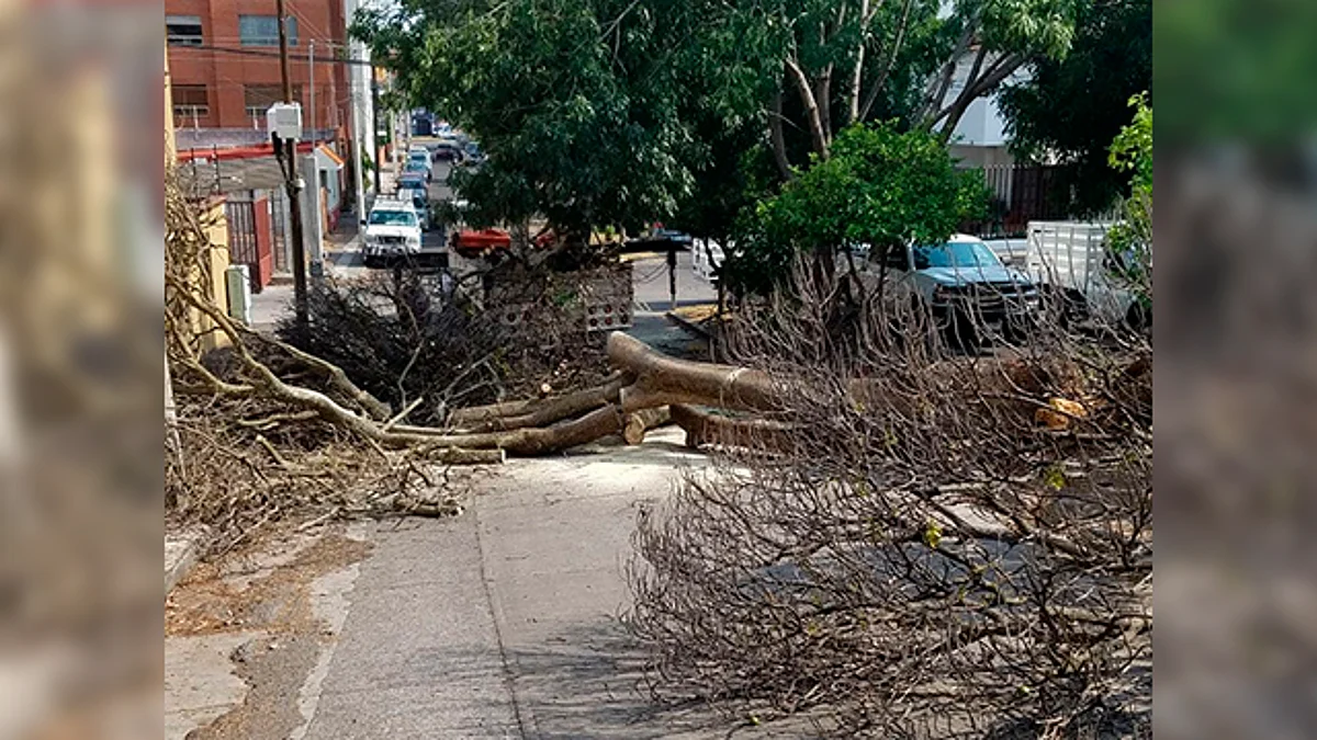 Por derribo de árboles, cerrarán calle del fraccionamiento Bosques de la Huerta