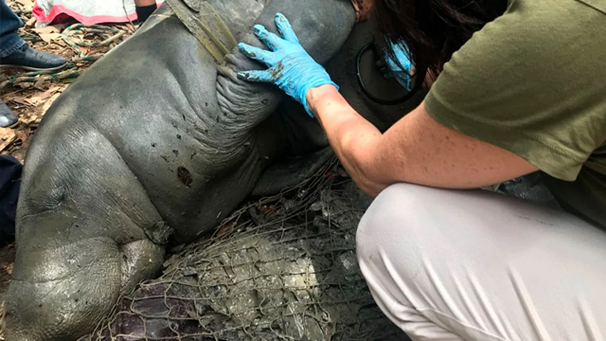 Zoológico de Morelia se suma al rescate de los manatís