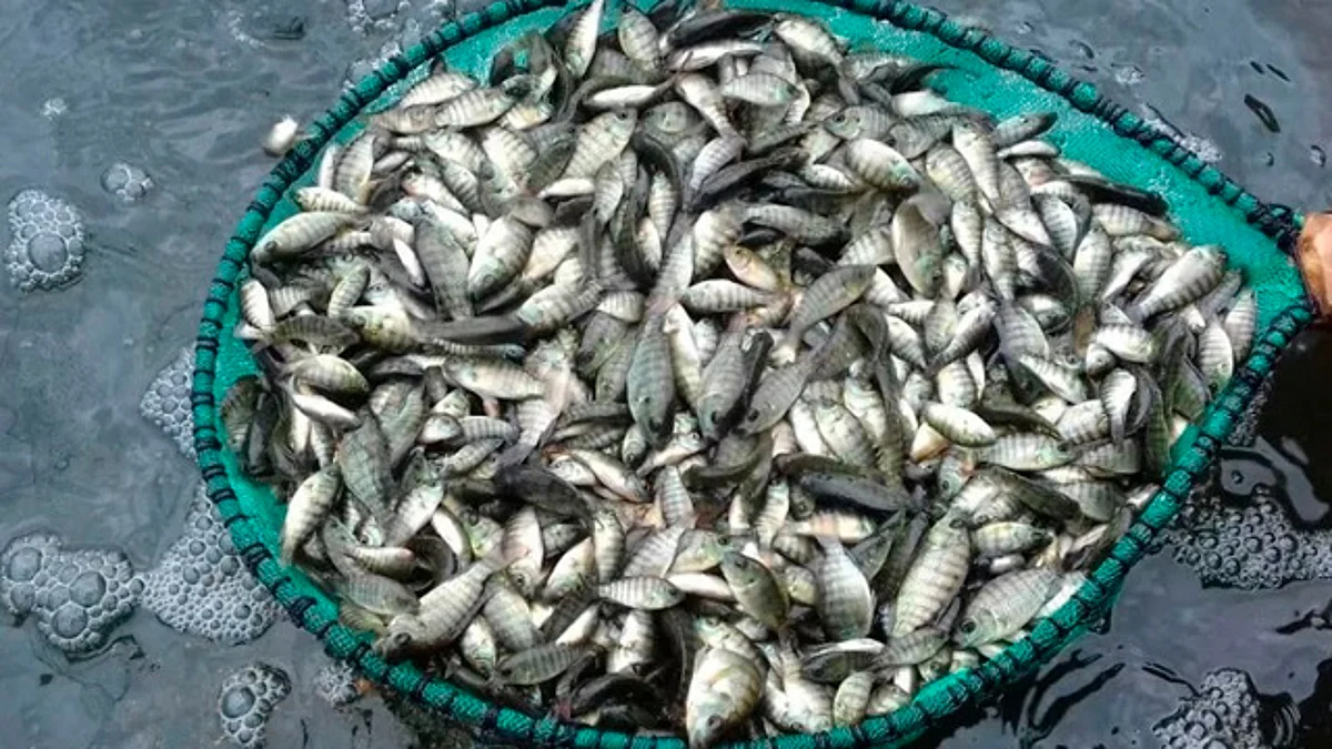 Virus en tilapia, caso aislado y sin riesgo para la salud: Compesca