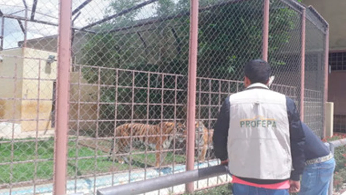 Aseguran dos tigres y un faisán en rancho de Tarímbaro