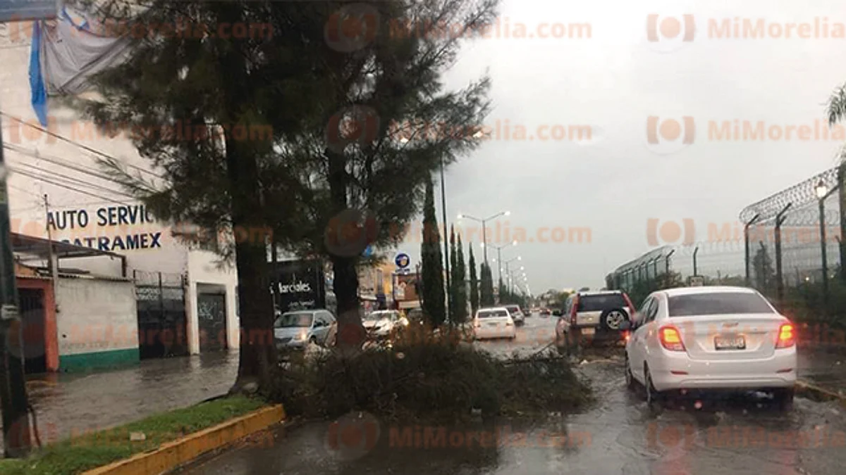 Fuertes vientos y la lluvia derriban ramas en la Avenida Periodismo