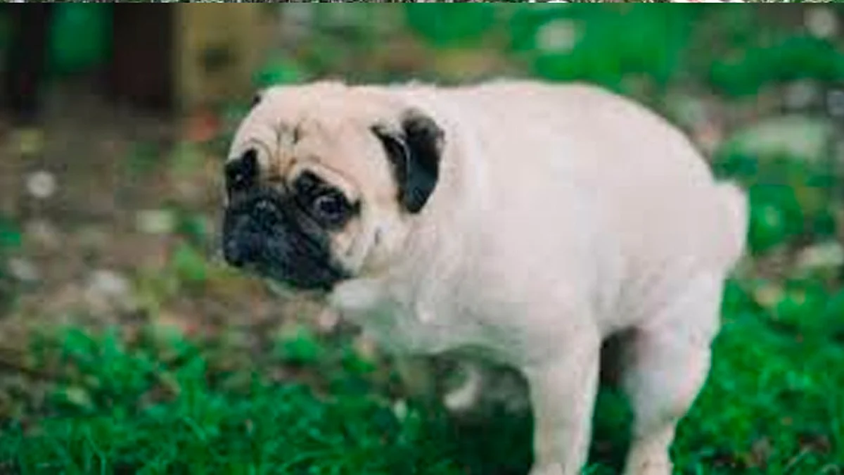 Está es la razón de por qué tu perro te mira cuando hace popó