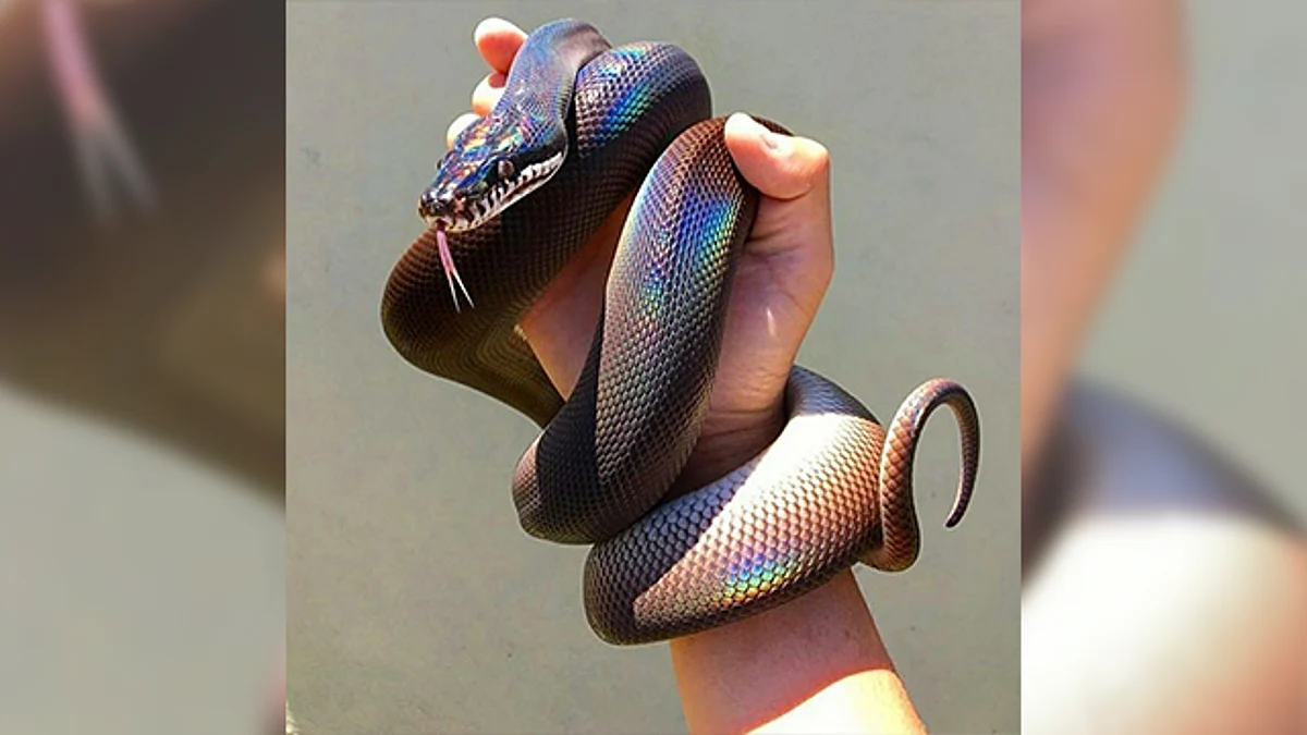 Serpiente “arcoíris” cautiva a usuarios de Twitter