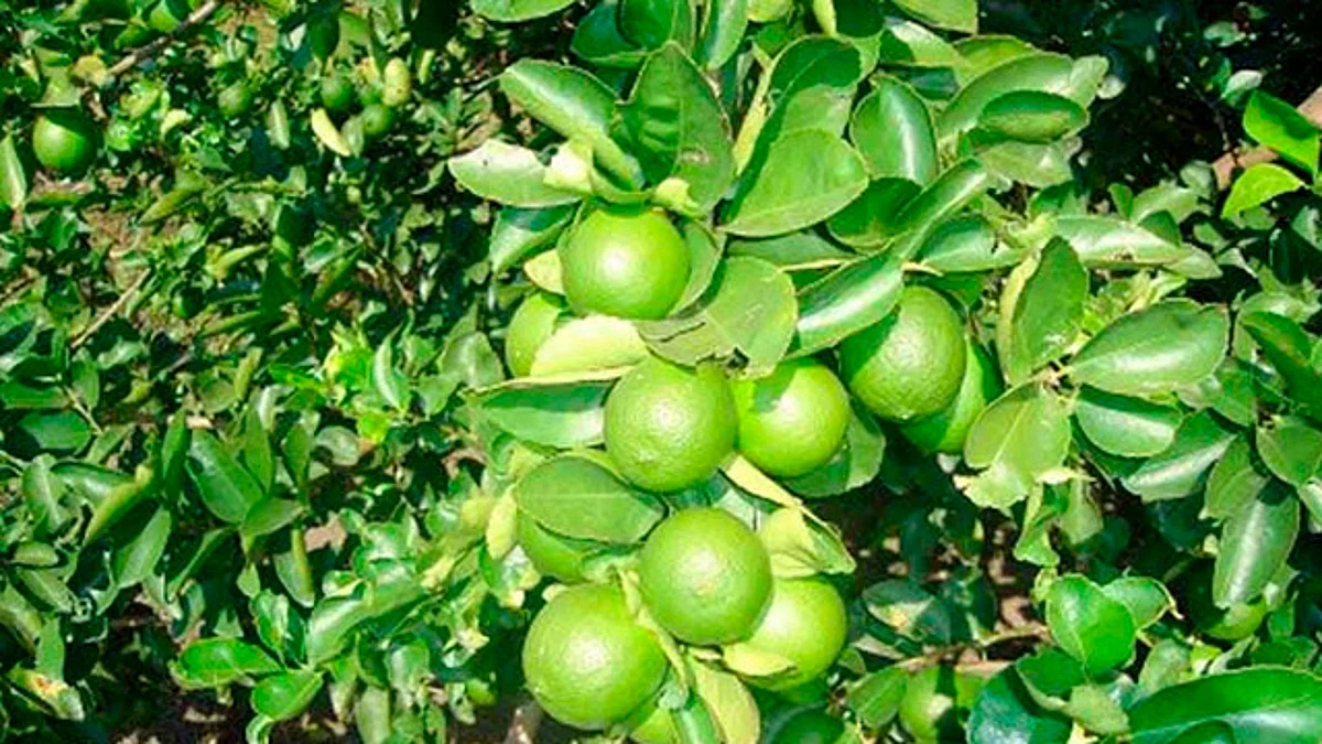 Michoacán, número uno en México en producción de limón