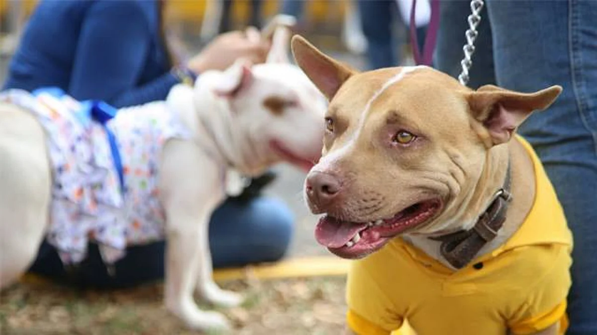 Peleas de perros serán castigadas con cárcel en Yucatán