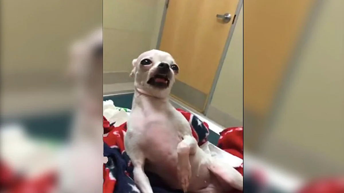 Esta perrita tuvo la peor experiencia de su vida por comer marihuana (video)