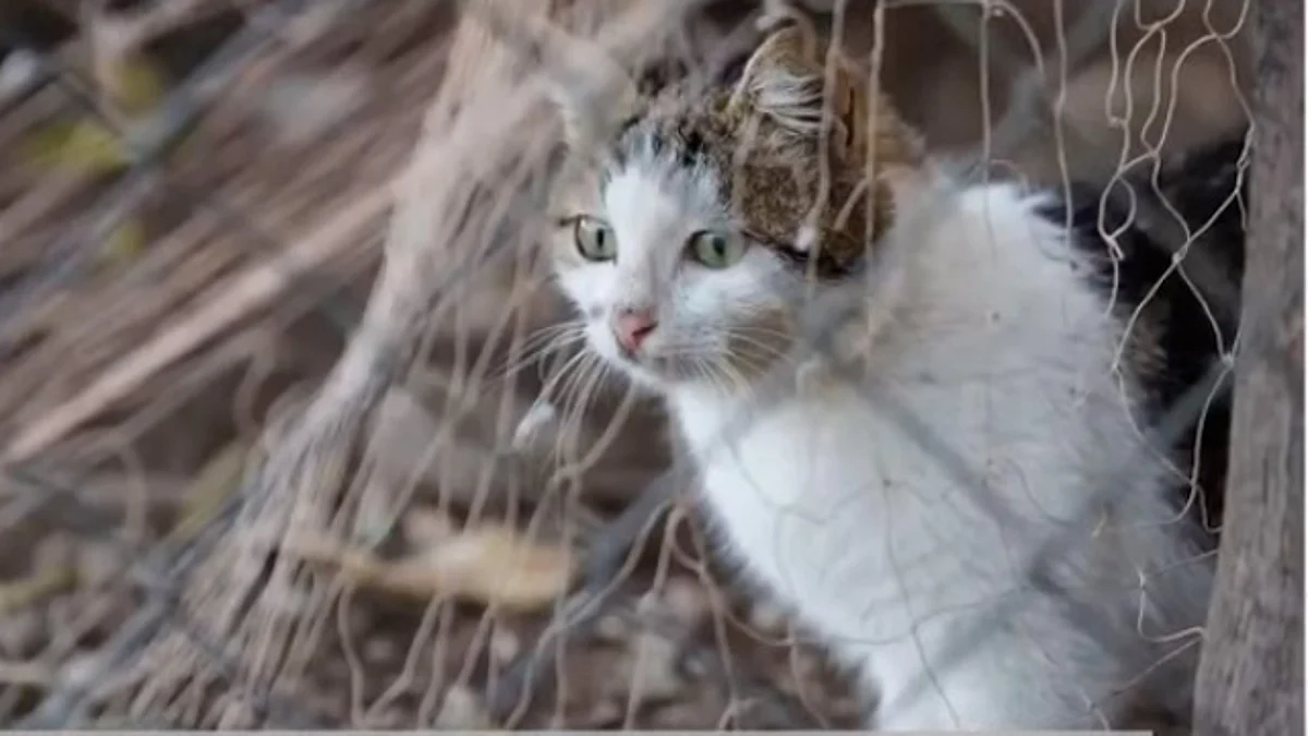 Aseguran a gatito “narcotraficante” que transportaba droga a reos