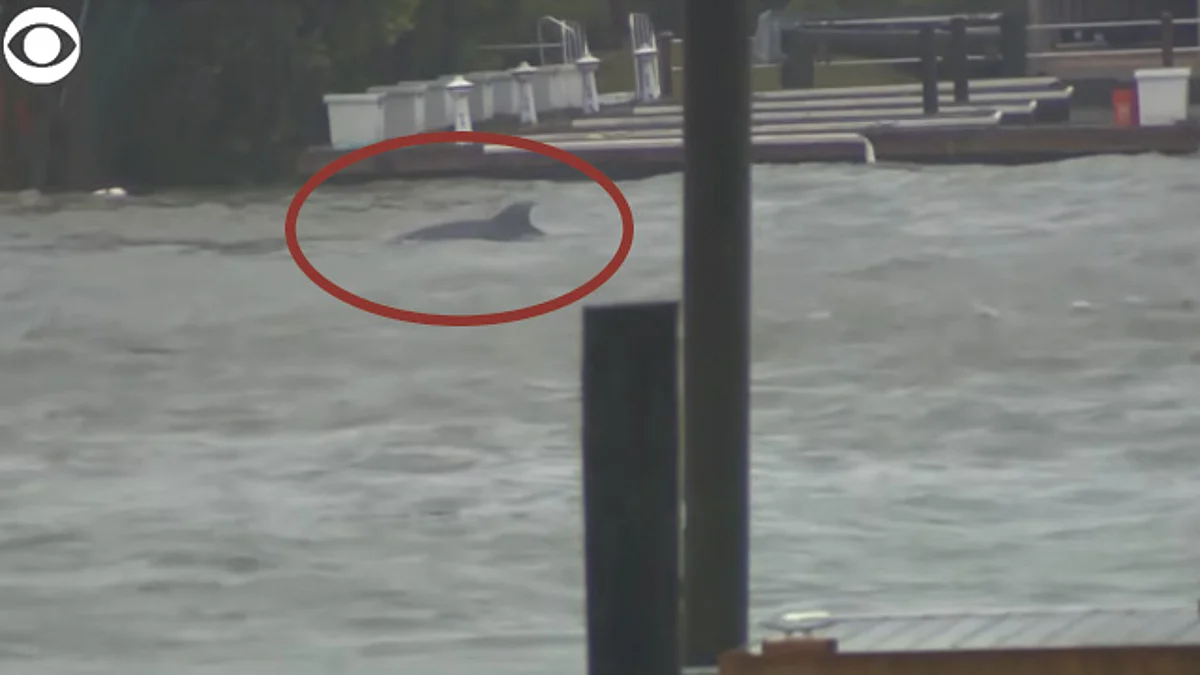 Aparecen delfines nadando en calles inundadas en EU