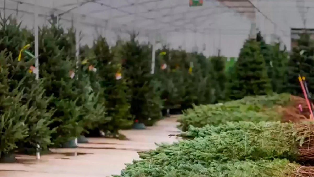 Amazon anuncia que venderá árboles de navidad naturales este año