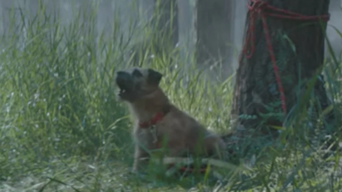 Venezolanos abandonan a sus mascotas por crisis