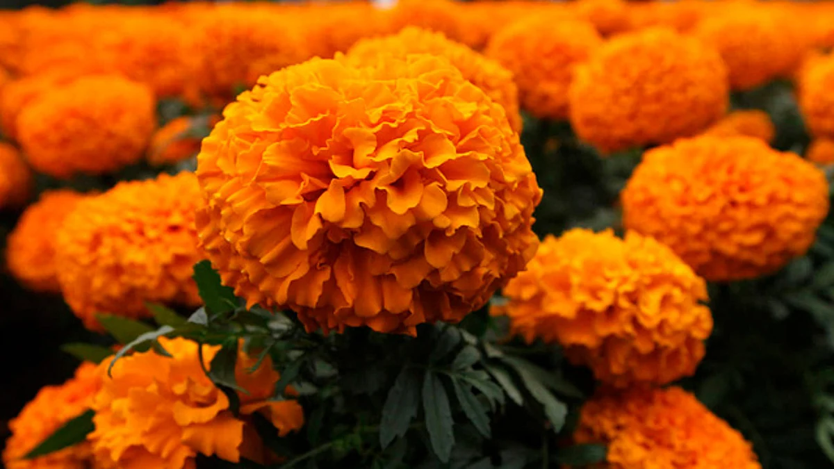 Falta para noviembre y en algunos lugares ya se puede conseguir la flor Cempasúchil