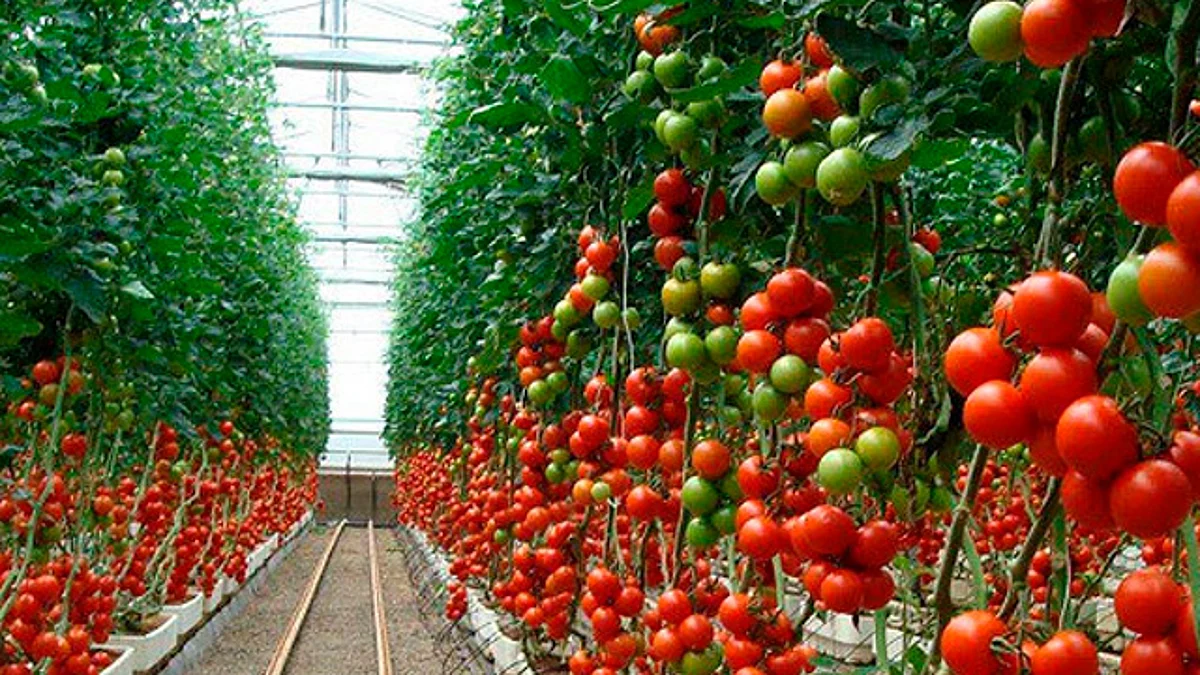 Michoacán ocupa el tercer lugar en producción nacional de jitomate
