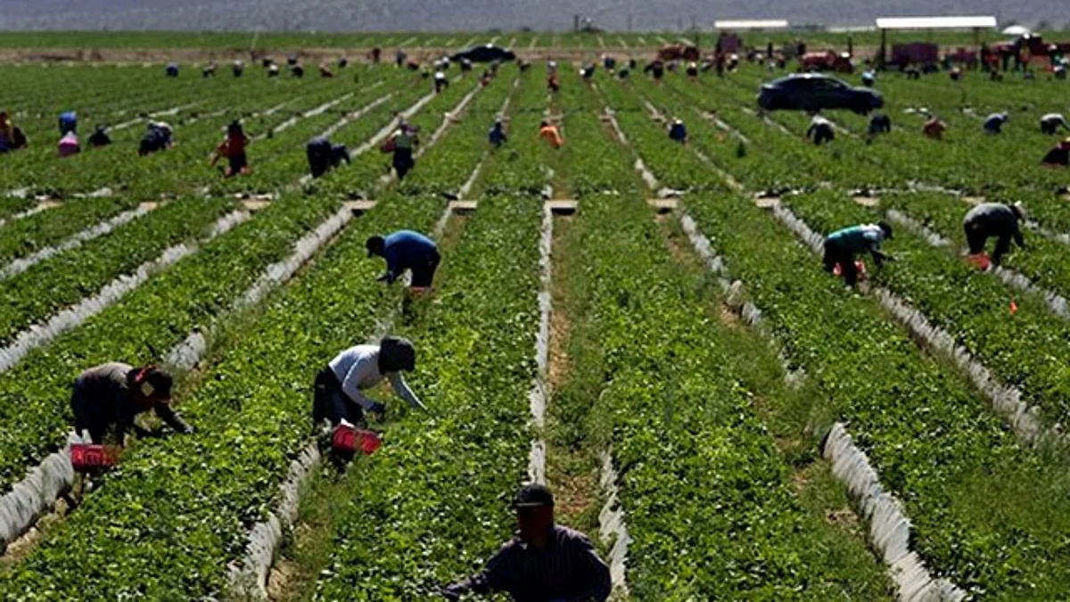 Urgente, institucionalizar un Programa Estatal de Apoyo a Jornaleros Agrícolas: Erik Juárez