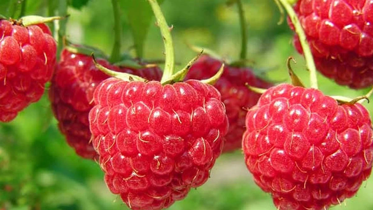 Crece en 5 años 800% producción de frambuesa en Michoacán: Sedrua
