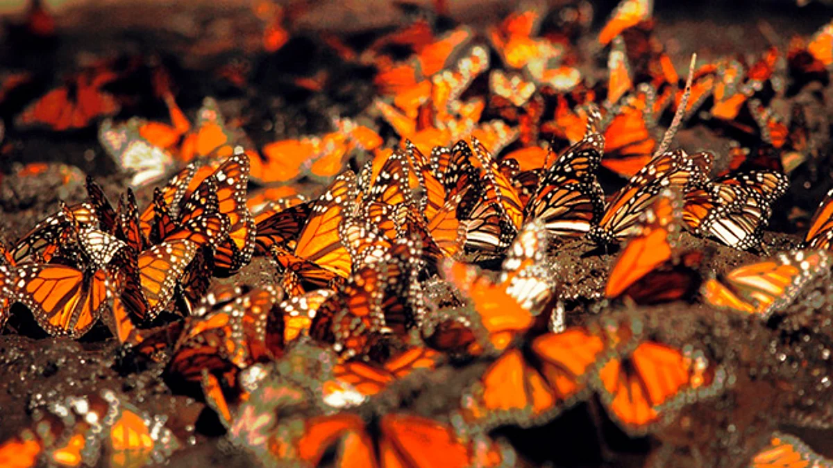 En estas vacaciones visitar a la mariposa monarca en Michoacán, la opción