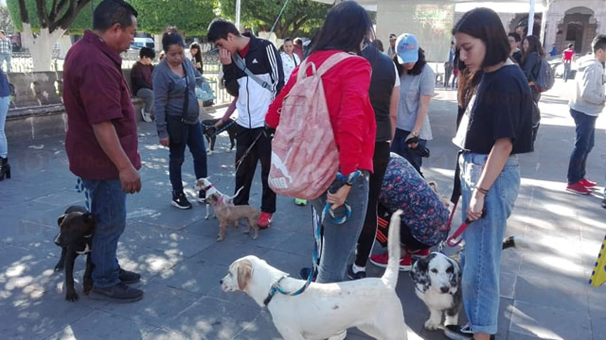 ¡No compres! Regala un hogar a un peludo en esta jornada de adopción