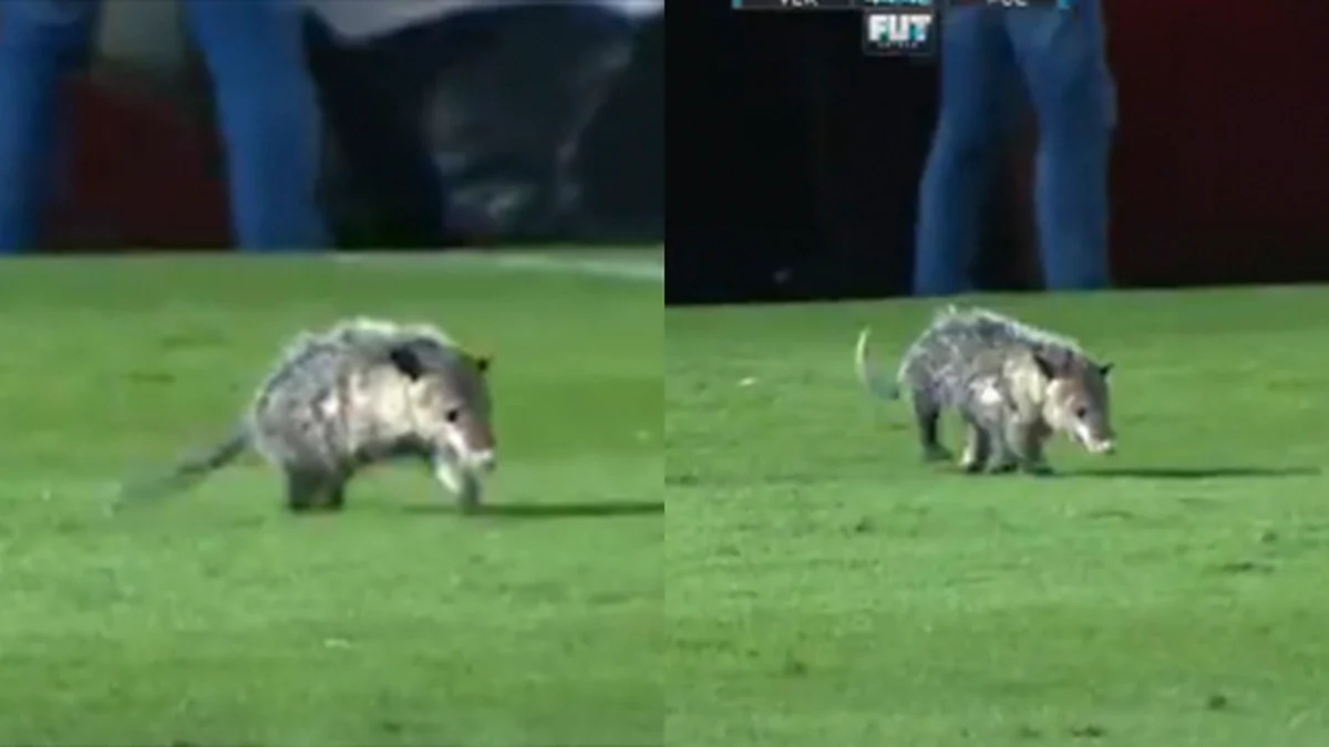 Tlacuache se roba las miradas del Puebla vs Veracruz (Video)