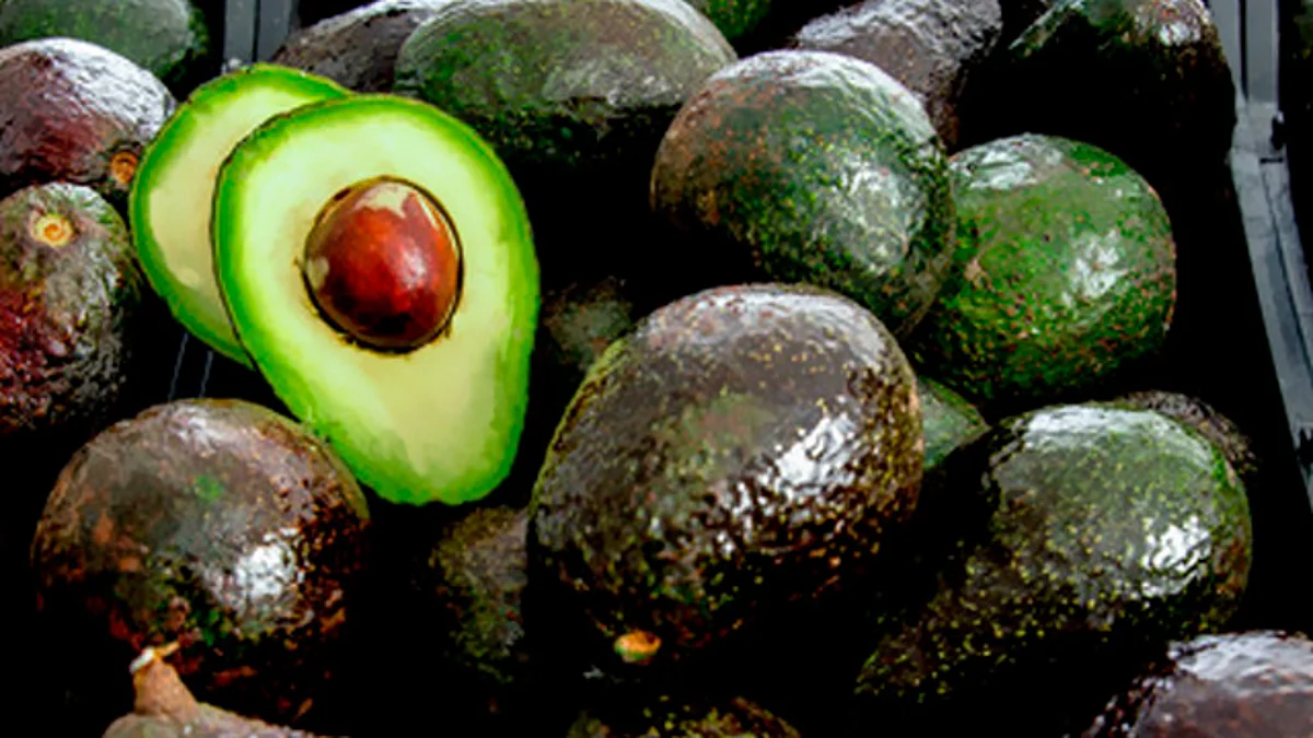 Tancítaro se encuentra listo para su 8va Feria del Aguacate