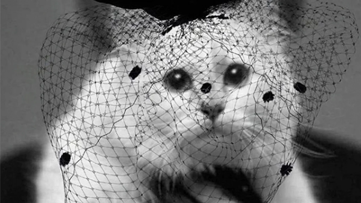 Con el corazón roto, gatita de Karl Lagerfeld le dedica conmovedor mensaje