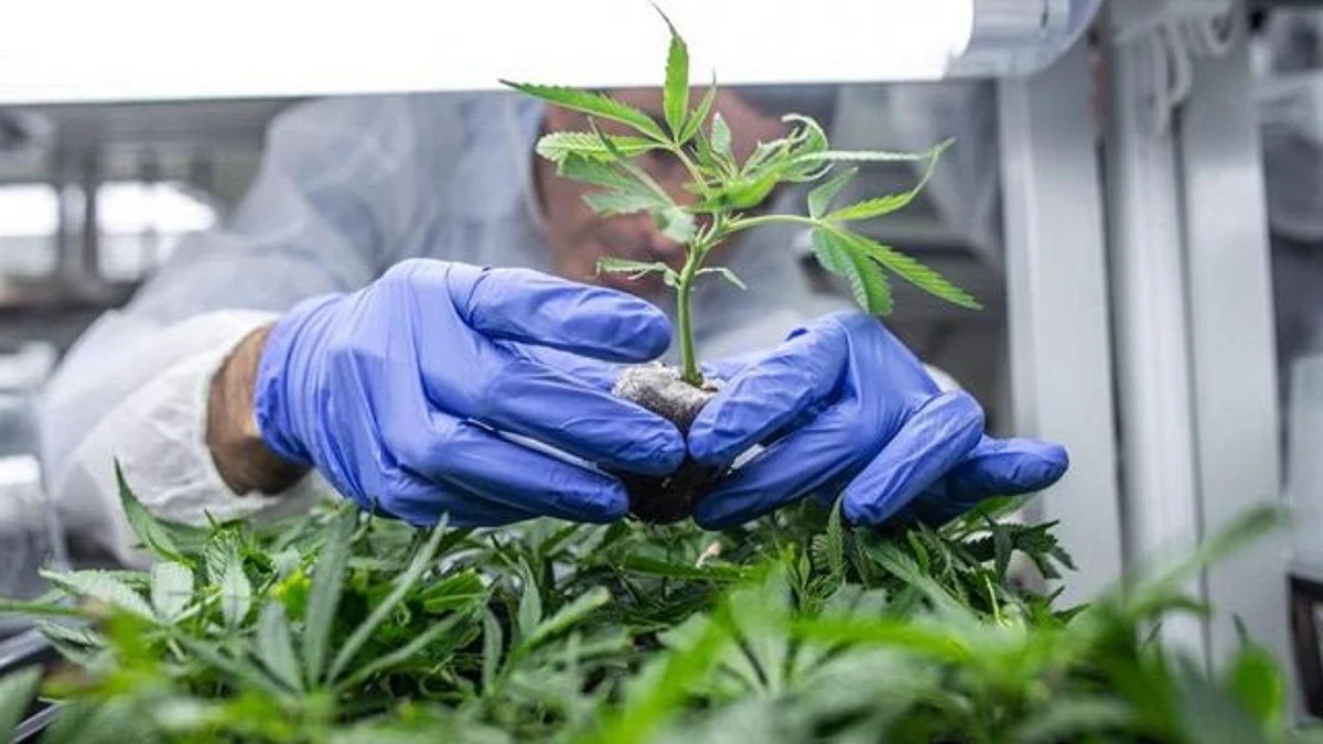 Expertos analizarán pros y contras del consumo de marihuana lúdica y medicinal en Morelia