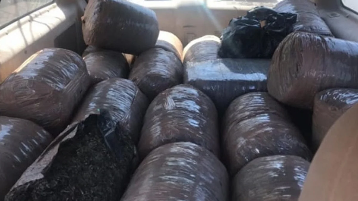Asegura Policía Michoacán 200 kilos de marihuana en Tuzantla