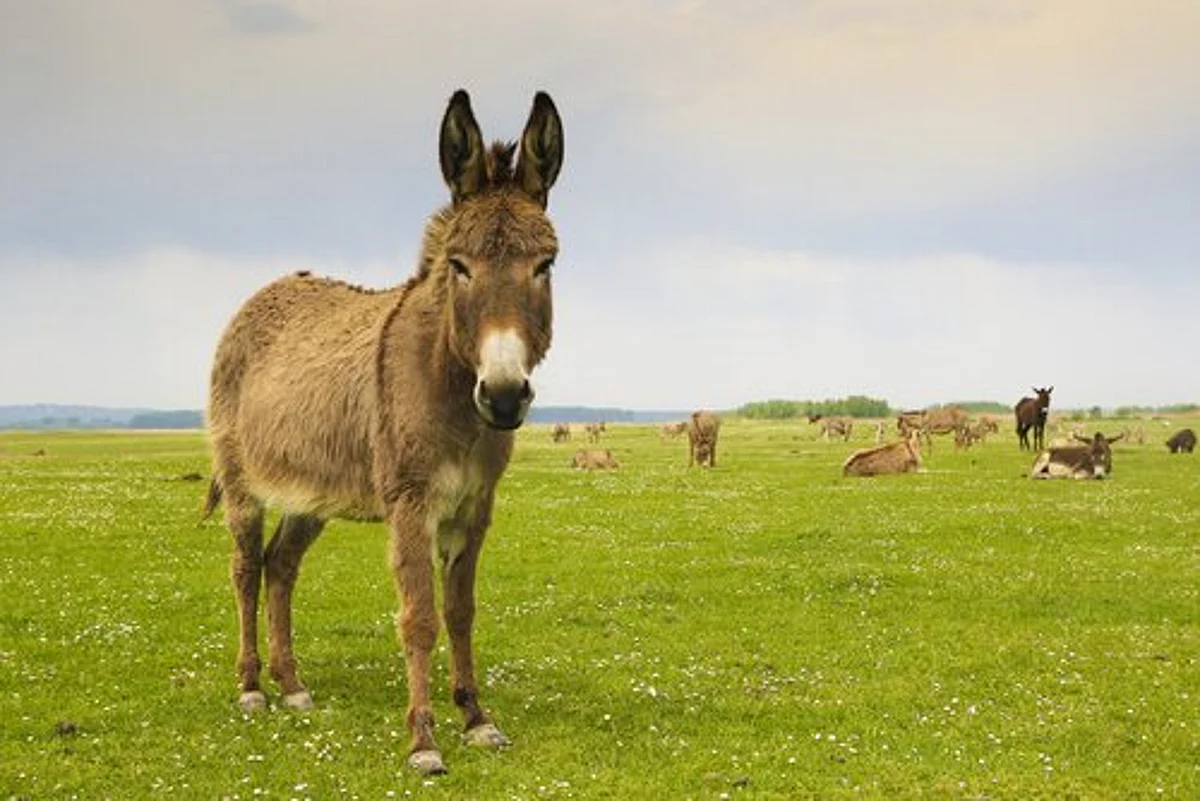 ¿Andas “como burro en primavera”? Conoce el significado real de esta frase