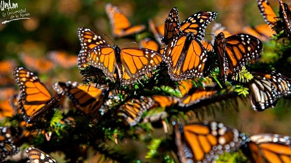 Migración de la mariposa monarca en riesgo por tala de árboles