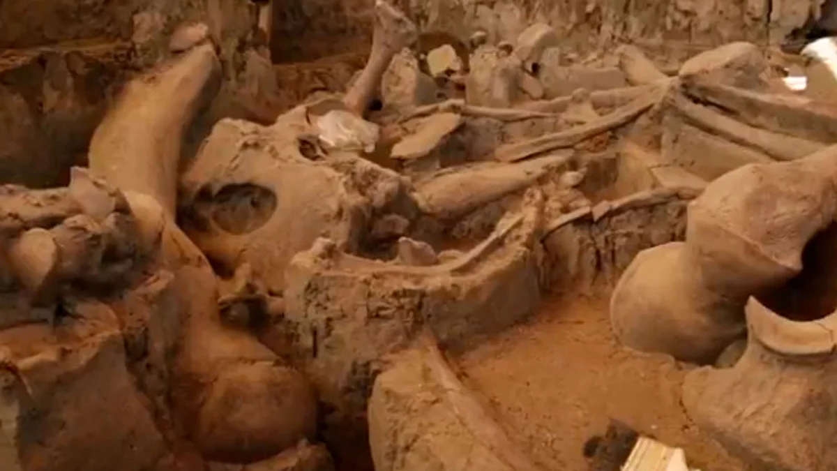 Hallan restos de mamut en basurero, en México