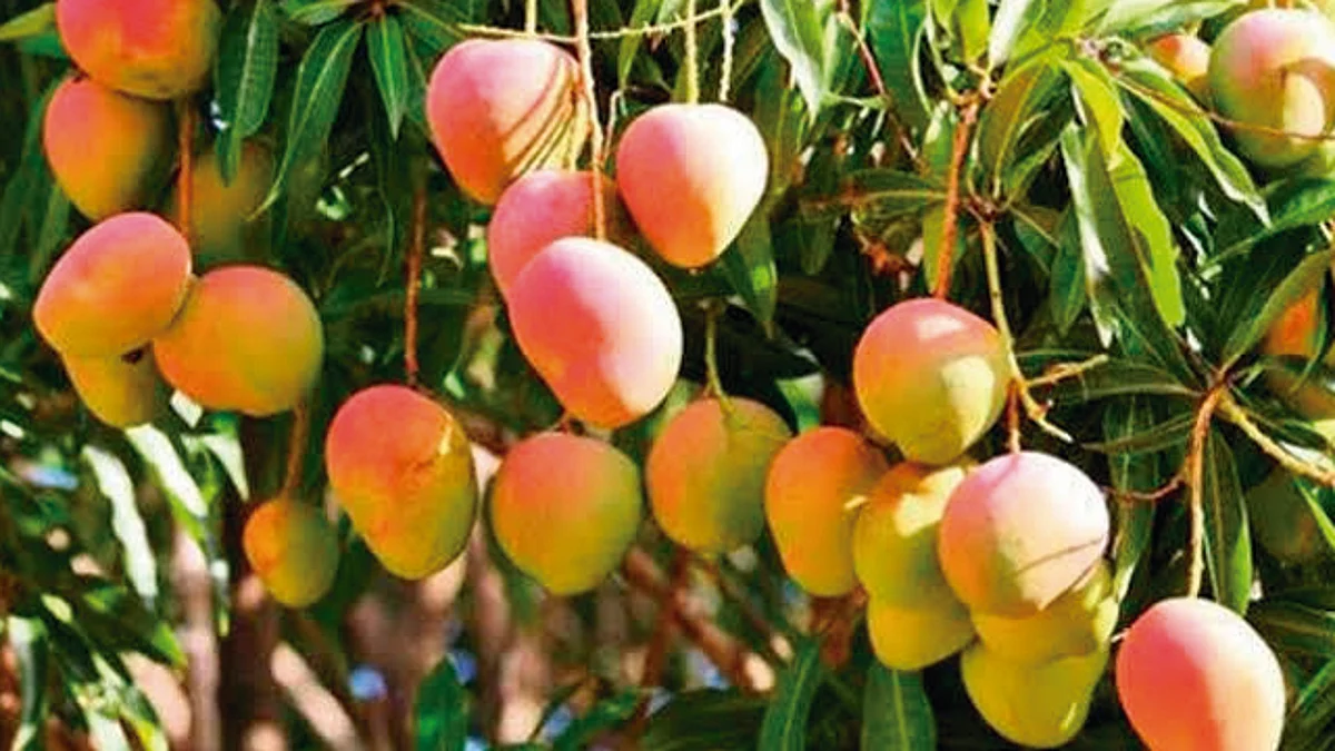 Exportar más de 84 mil toneladas de mango, meta 2019: Sedrua