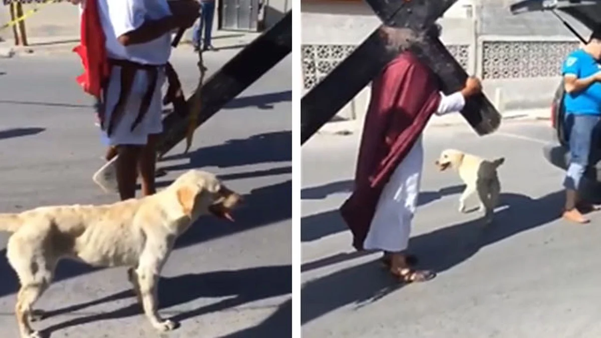 Perrito defiende a “Jesucristo” de los romanos en Viacrucis (Video)