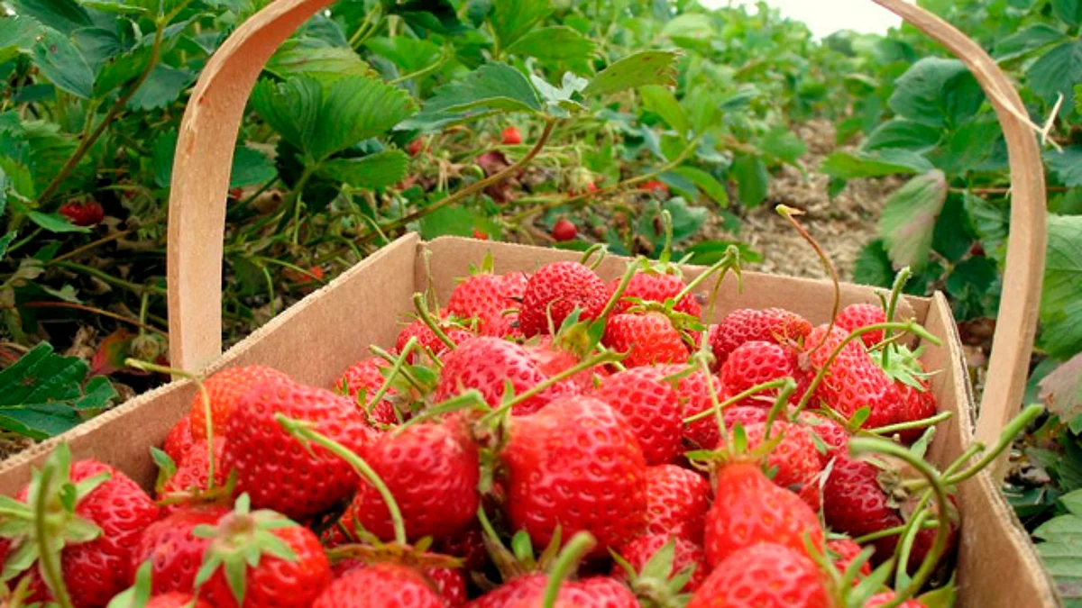 Exportación de berries michoacanos supera a la de aguacate en EU