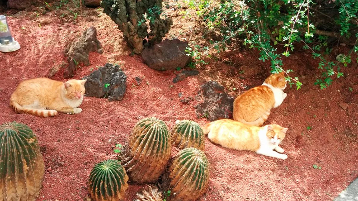 SHCP asegura no dormirán a gatitos de Palacio Nacional