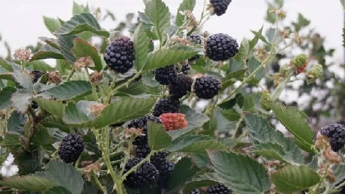 Michoacán lidera producción nacional y mundial de zarzamora