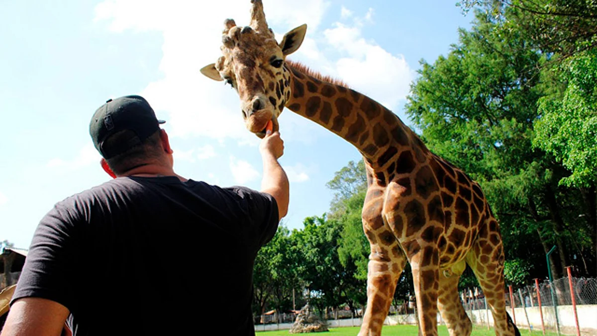Zoológico de Morelia reabre sus puertas el próximo jueves