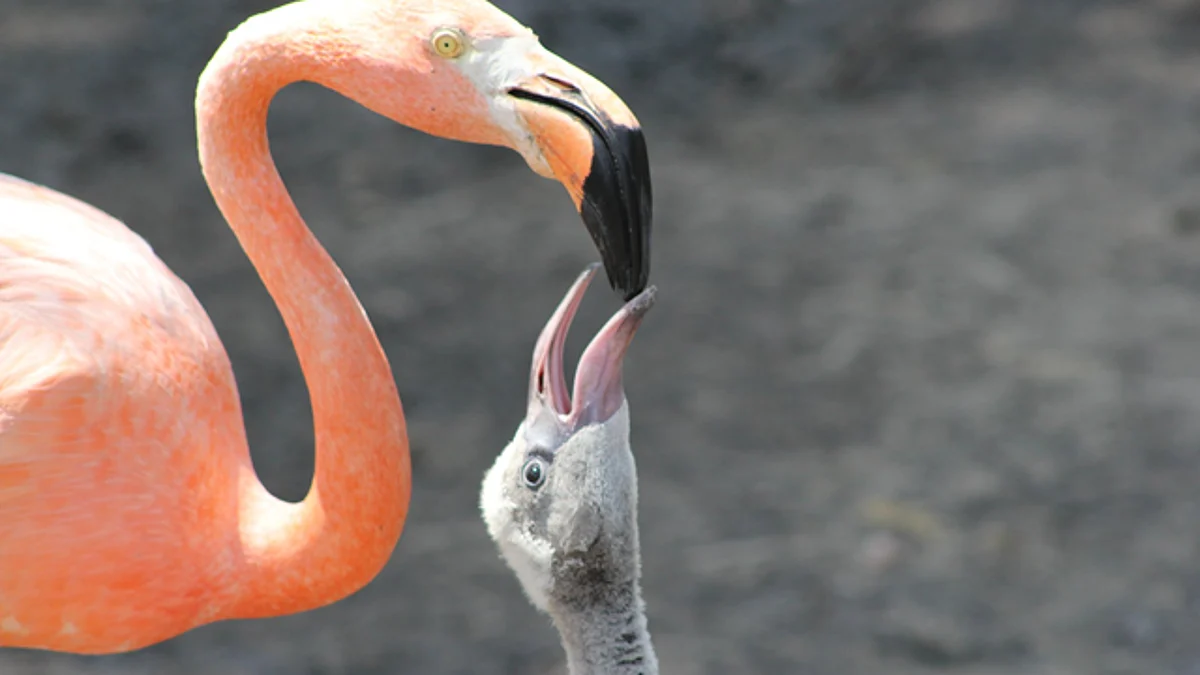 Nacen siete flamencos en Zoológico de Morelia