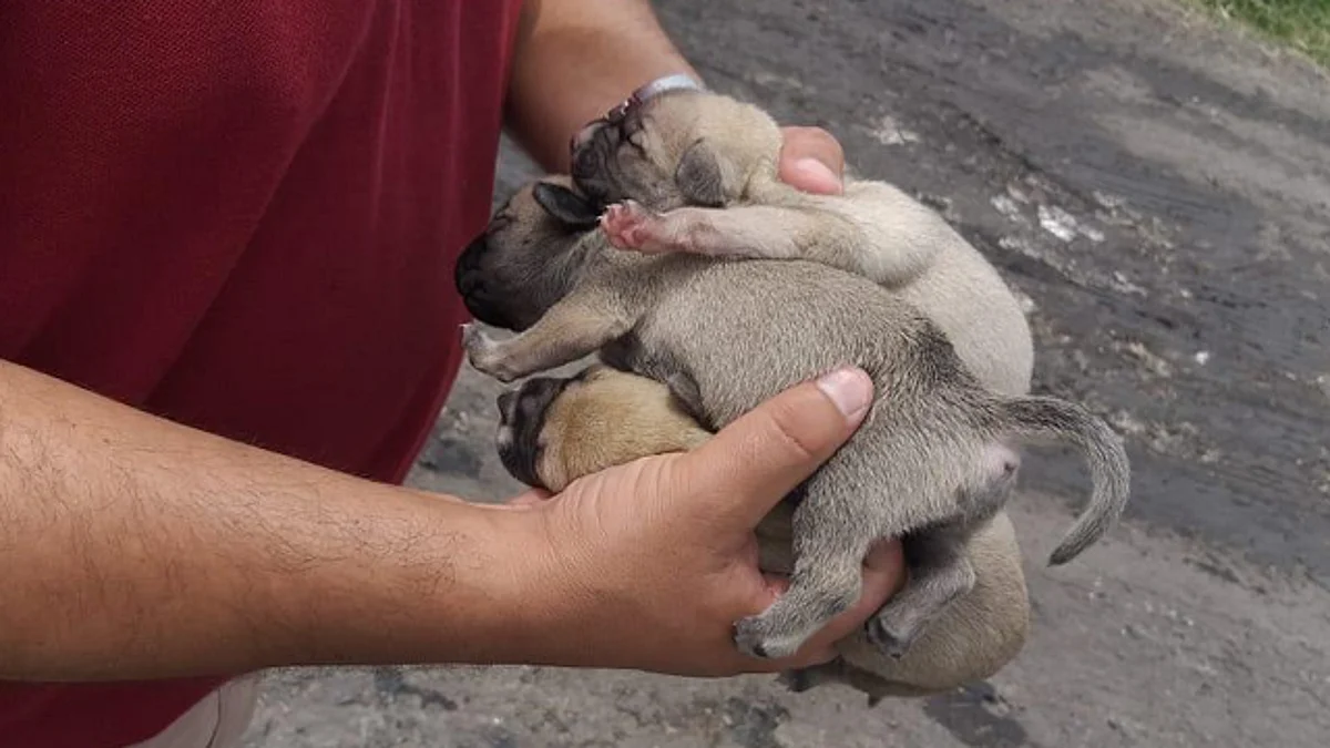 Centro de Atención Animal de Morelia rescata 45 ejemplares en Caja Grande