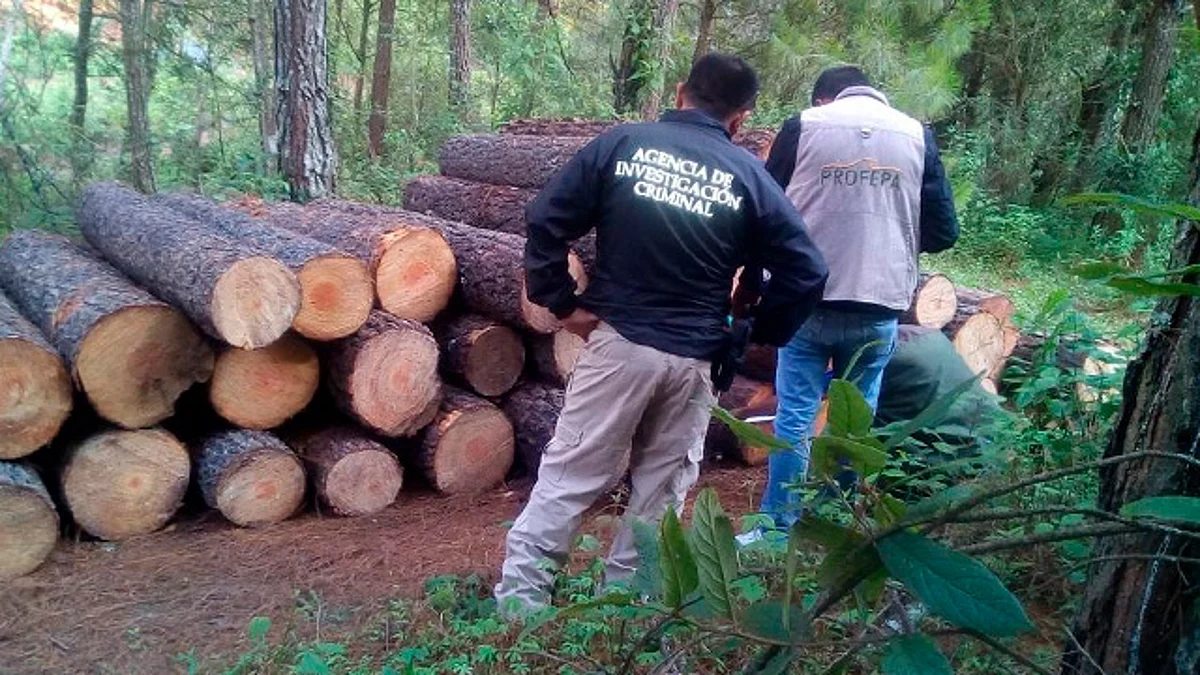 Investigan tala ilegal en la zona de la Monarca en Michoacán