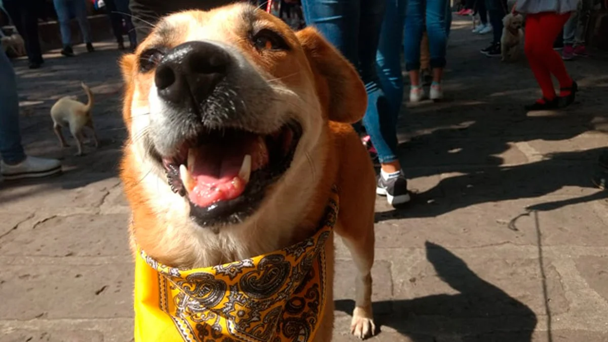 ¡Aún estás a tiempo de adoptar a un peludo, en Morelia!